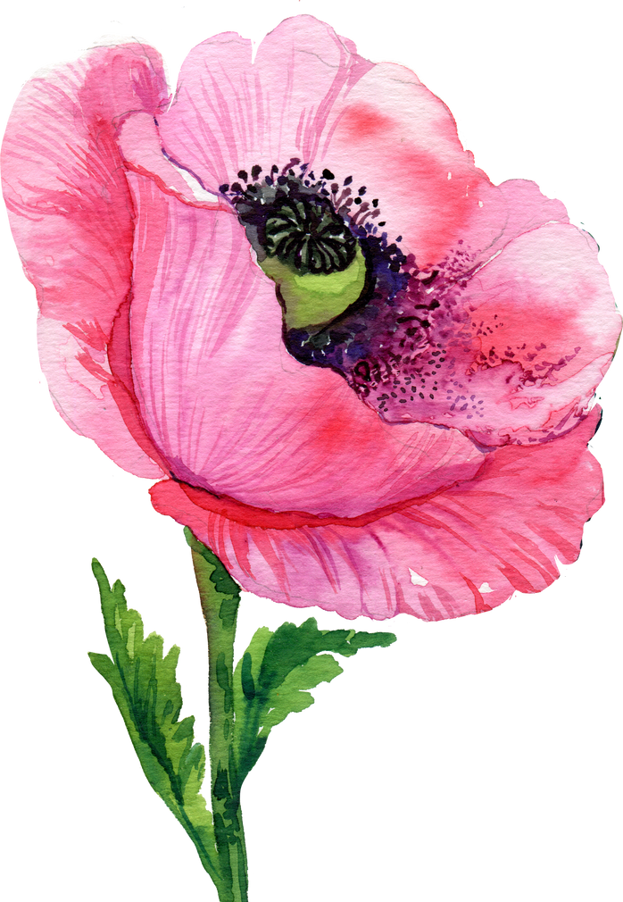 Pink Poppy Flower Watercolor