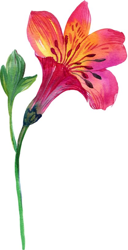 Alstroemeria Watercolor Flower Branch